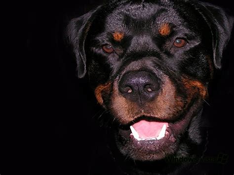 Angry Rottweiler (Dollar) YouTube