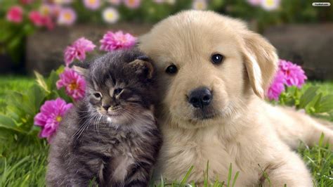 Wallpaper Pets