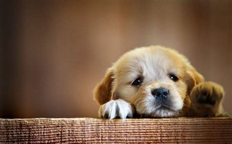 Wallpaper Puppy