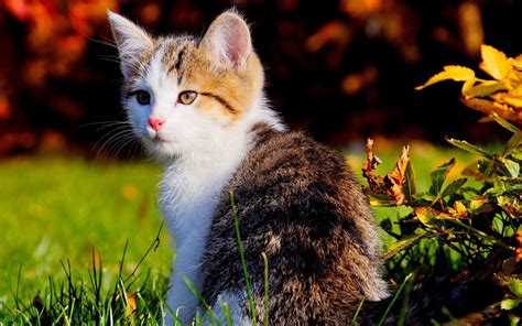 Wallpapers of Cats in Nature