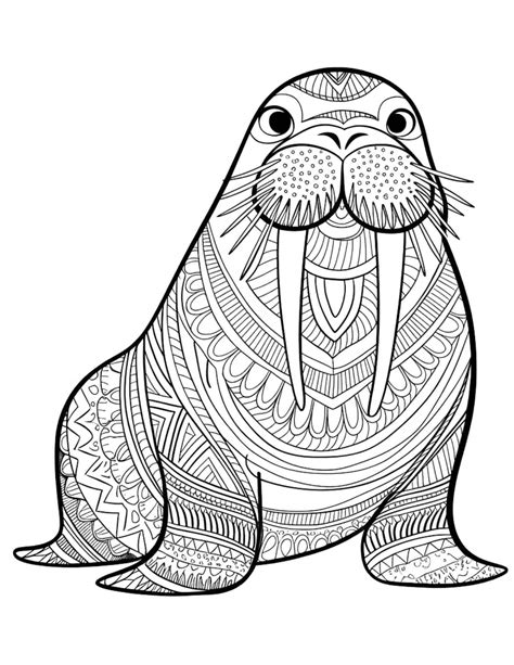 Walrus Coloring Pages Pictures