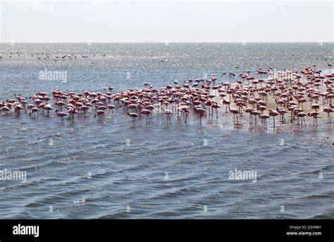 Walvis Bay Flamingos