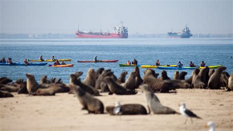 Walvis Bay Kayaking & Sandwich Harbour Tour: An Honest Look