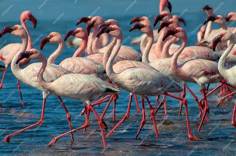 Review: Walvis Bay Birding Photography – Is It Worth It?