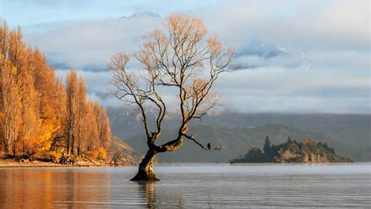 Wanaka Tree 2024