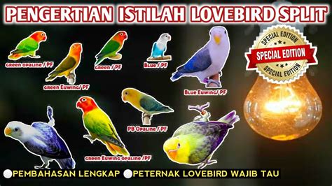 Warna Lovebird Split Biola