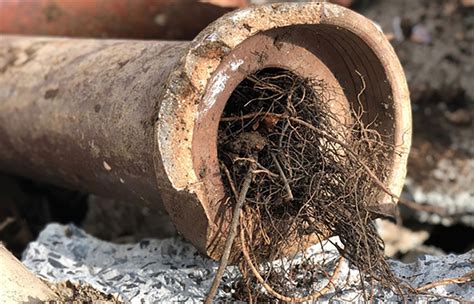 Warning Signs of Sewer Pipe Problems
