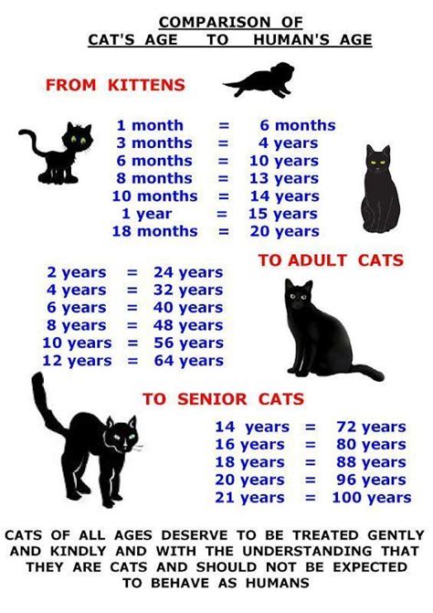 Warrior Cat Age Chart