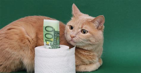 Was kostet eine Katze im Monat? Antwort: Mie(t)s.