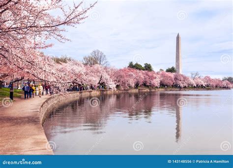 DC Tidal Basin Pedal Boat Rental: A Detailed Review