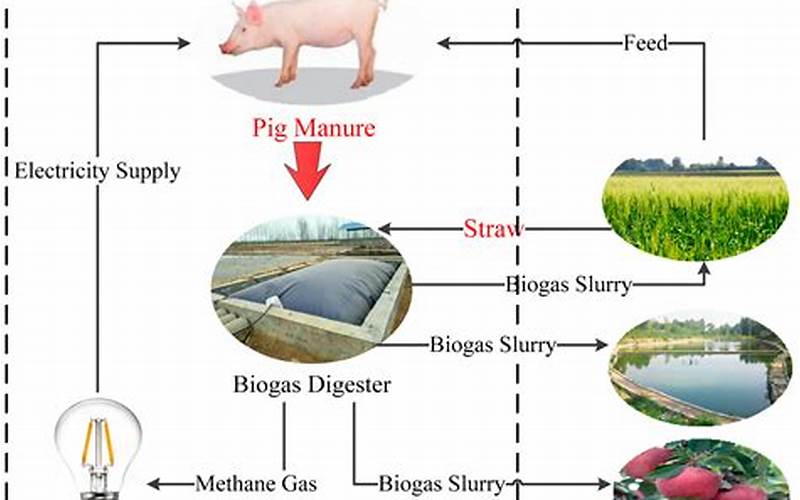 Waste Management And Environmental Sustainability In Livestock Farming
