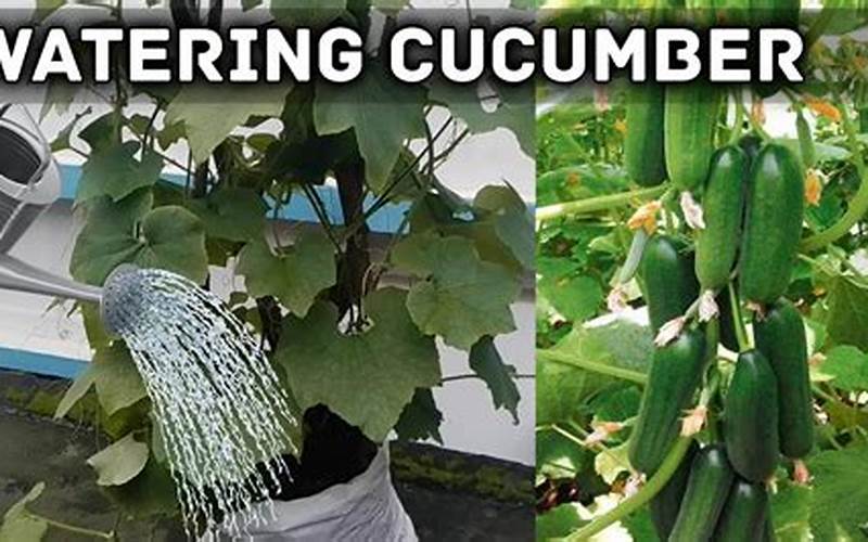 Water Properly For Cucumbers And Tomatoes