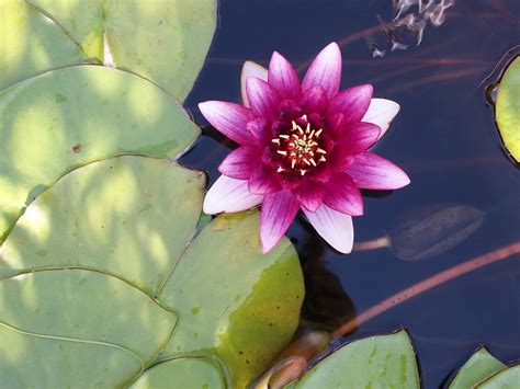 Water Lilies