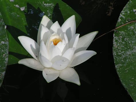 Water Lily Image