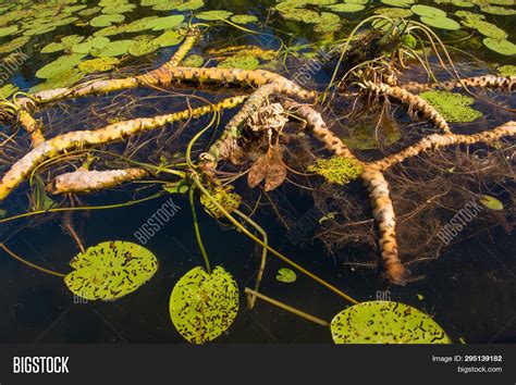 Water Lily Root Mhgen