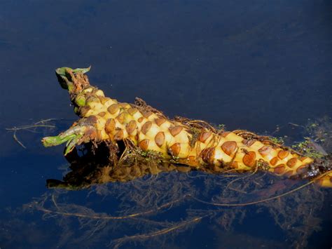 Water Lily Root Monster Hunter