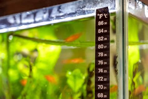 Water Temperature For Betta Fish Tank