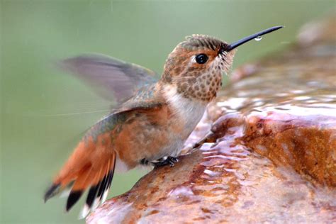 Providing a water source for hummingbirds