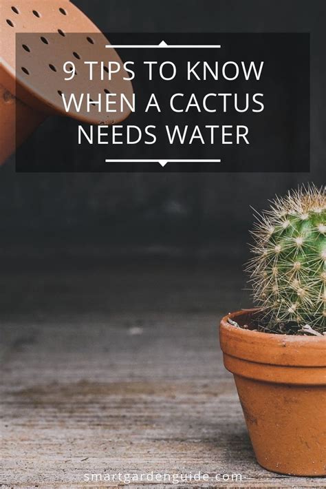 Water Appropriately Your Cactus