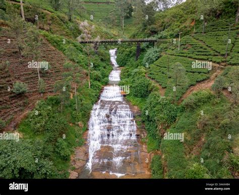 Waterfalls Tea Plantations