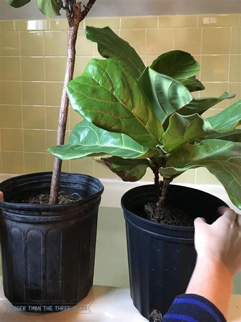 How to Take Care of Fiddle Leaf Fig HGTV