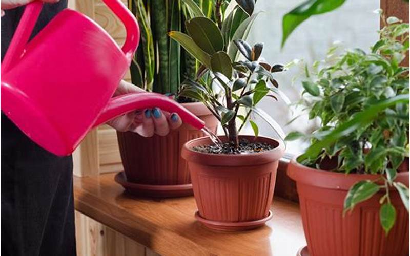 Watering Indoor Plants