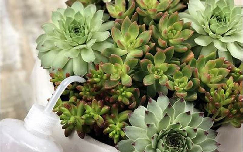 Watering Succulents In Containers