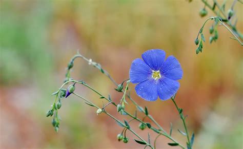 Watering Wisdom for Blue Flax