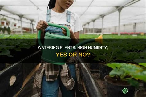 Watering and Humidity Needs