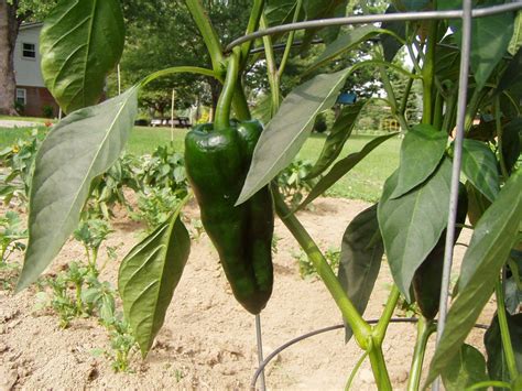Watering and Maintaining Poblano Pepper Plants