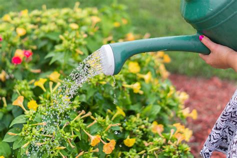 Watering