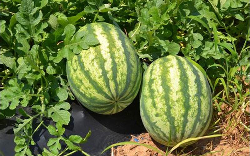 Watermelon Plant