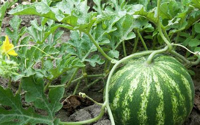 Watermelon Plants With Other Plants