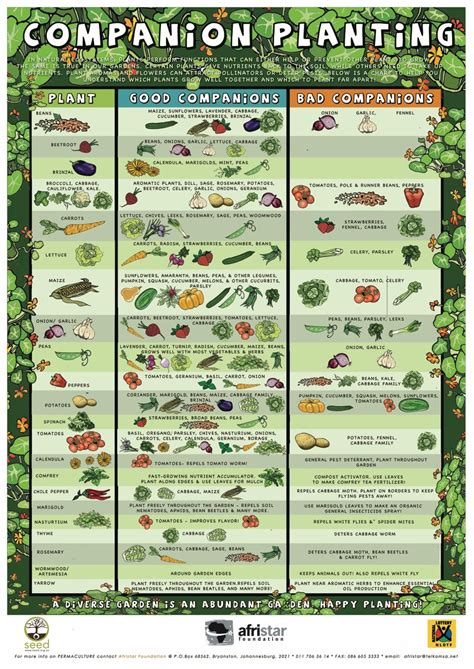 Watermelon Companion Planting Chart