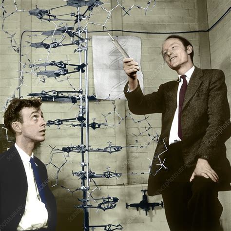 Watson Crick model