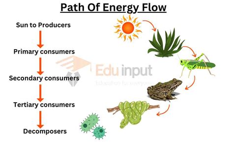 Watt's Up with Energy Flow