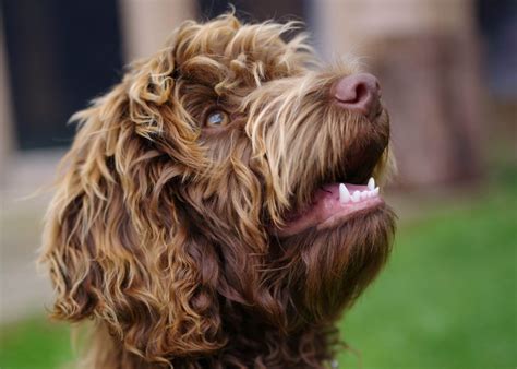 Wavy Hair Labradoodle