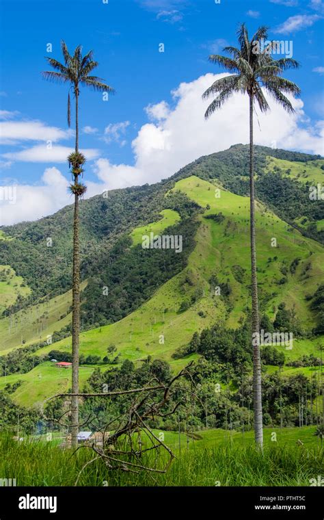 Wax Palm Trees Colombia