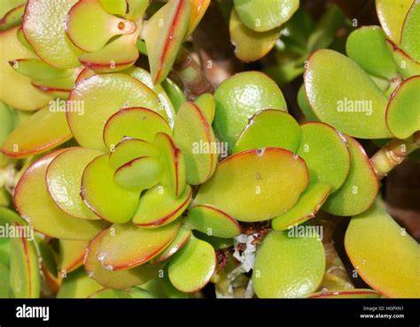 Waxy Leaf Plant
