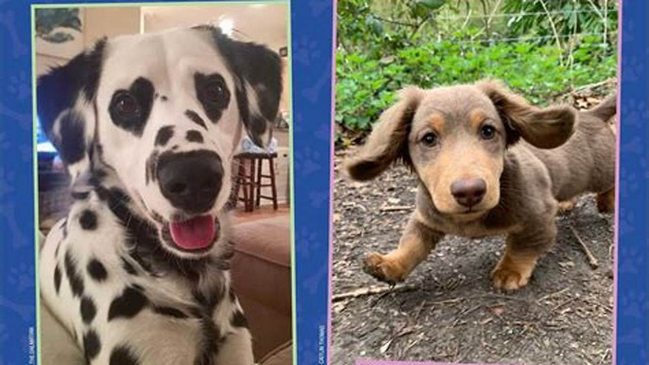 We Rate Dogs 2024 Calendar Ukg Syllabus