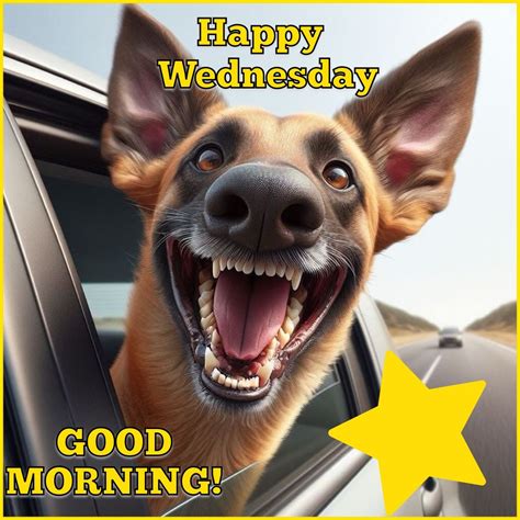 Wednesday Dog Meme