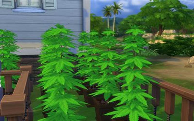 Weed Plant In Sims 4