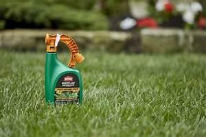 Weed Control for your lawn