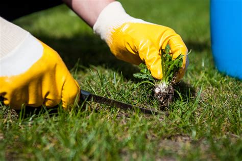 Weed control in lawns