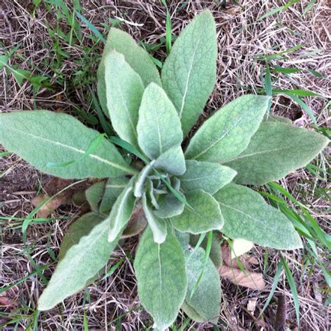 Weed With Fuzzy Leaves