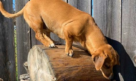 Personality and Temperament of Weenie Dogs