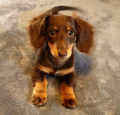 Weenie Dogs as Pets