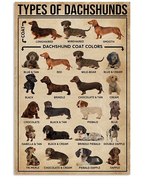 Types of Weenie Dogs