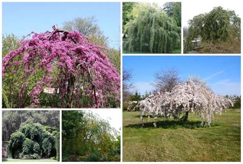 Weeping Trees Zone 5