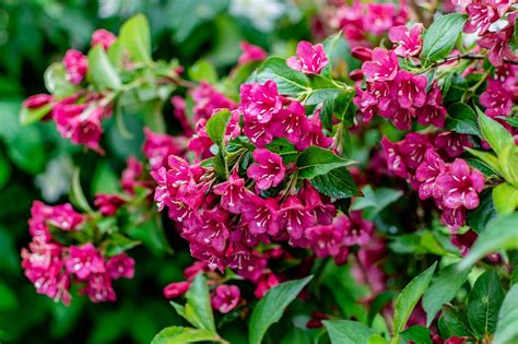 Download Weigela Flowers Files
